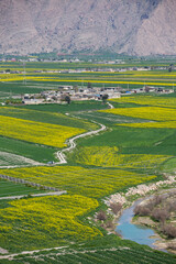 Kanola Farm, Noorabad Mamasani, Fars, IRan