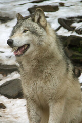Obraz na płótnie Canvas Portrait of a grey wolf