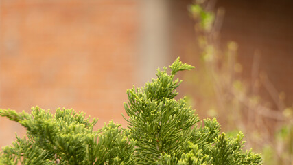Juniperus chinensis, also known as Chinese juniper, is an evergreen coniferous tree that belongs to the cypress family. 
