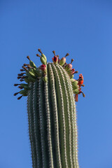 Saguaro cactus fruit