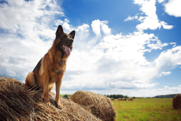 Beautiful german shepherd dog sitting on a haystack