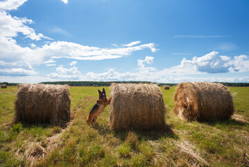 Smart red german shepherd dog leaning on a big haystack