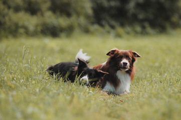 Two happy border collies lying on the grass