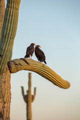 Young Hawks on Saguaro
