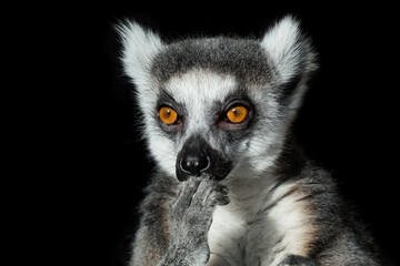 The lemur is in thinking. Thoughtful look. Zen, tranquility, enlightenment. Isolated on black background. - obrazy, fototapety, plakaty