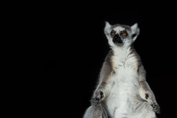 Funny lemur does yoga. Zen, tranquility, enlightenment. Isolated on black background, copy space. © Maxim Kukurund