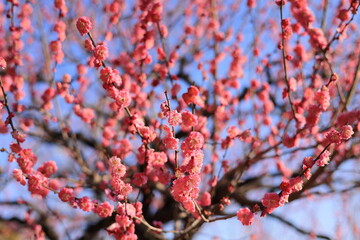 紅梅の開花はじまる