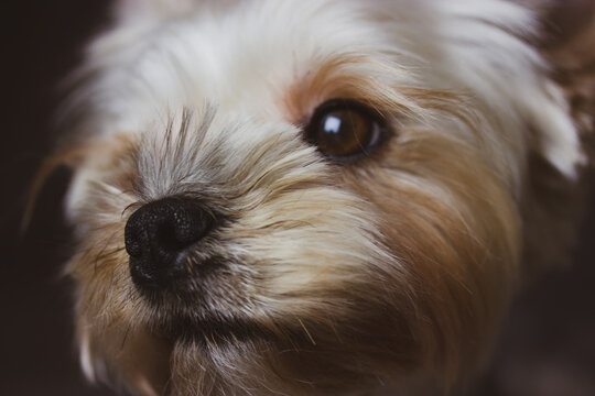 Close-up portrait of Yorkshire Terrier. Cute little dog, doggy, puppy hairy brown muzzle face close up looking into a distance. Dog theme wallpaper, background. Domestic animal, lovely pet macro photo