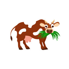 A cow eating grass. Cow isolated on a white background 

