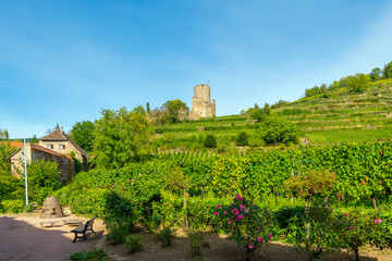 Fototapeta na wymiar The Château de Kaysersberg hilltop castle can be seen above vineyard rows at the medieval village of Kaysersberg Vignoble, France, one of the stops on the wine route in the Alsace.