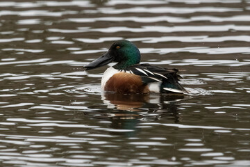 A northern shoveler drake in the water.