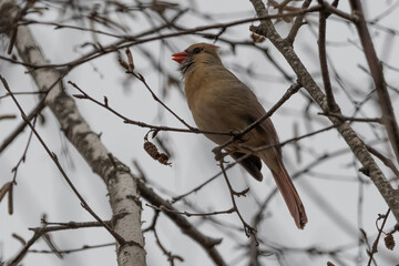 A female Northern Cardinal in tree.