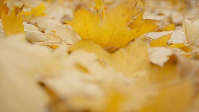 slow motion close up golden muple leaves on fround and grass in autumn park