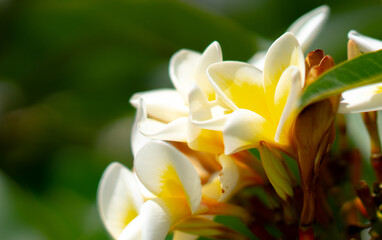 Fototapeta premium yellow and white flower