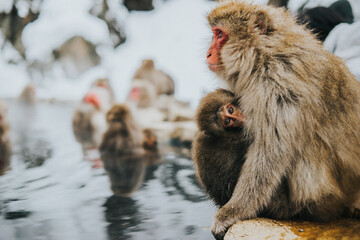 Obraz premium Close up of a Japanese Snow Monkey with her baby