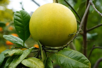 ミカン科　チャンドラポメロ