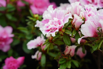 アザレア　ほほえみ