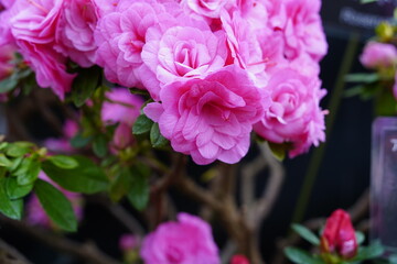 アザレア　ローズネット