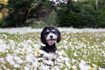 Fototapeta premium Happy bernadoodle dog laying field summer day.