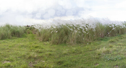 An orbs backround in a grass field