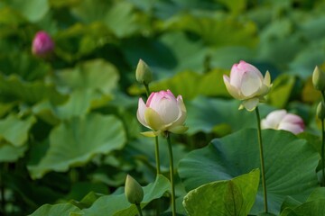 きれいに咲き始めたピンクのハス