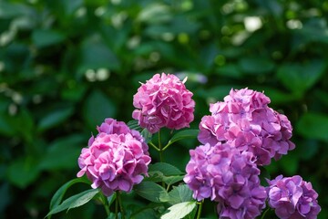 木漏れ日浴びて輝く紫のアジサイ