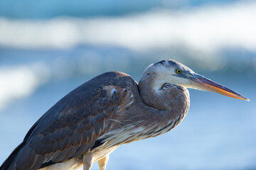 Portrait of Great blue heron in sunny day at the seashore.