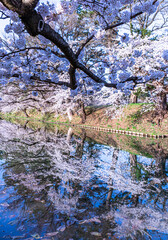 弘前公園の桜