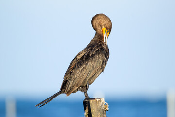 Cormorant is preening on the wooden pole in the ocean coast.