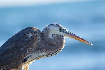 Portrait of Great blue heron in sunny day at the seashore.