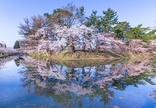 弘前公園の桜