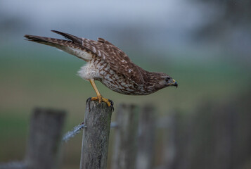 Lookout: A Borad-winged Hawk bends down from its perch. on a fence in the farm fields of Florida as it stalks prey moving in the grass.