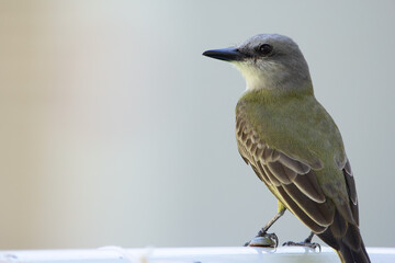 Bright Tropical kingbird is perched on a fence with space.