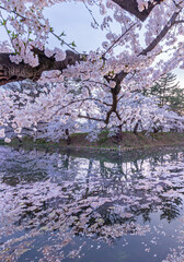 Obraz na płótnie Canvas 弘前公園の桜