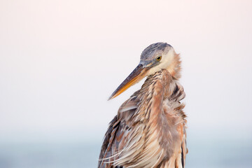 Portrait of Great blue heron in the dusk time at the water.