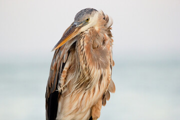 Portrait of Great blue heron in the dusk time at the water.