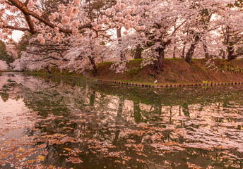 弘前公園の桜