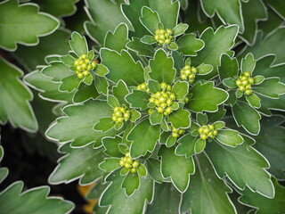 海浜植物　イソギク　つぼみ