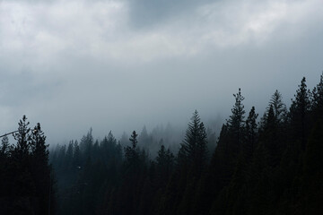 Dark & Foggy Pine Forest Mountains with Moody Cloudy Sky 