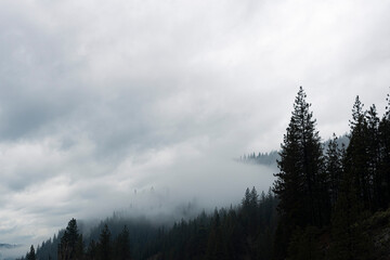 Dark & Foggy Pine Forest Mountains with Moody Cloudy Sky 