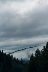 Dark & Foggy Pine Forest Mountains with Moody Cloudy Sky 