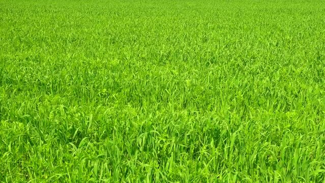 Video of a fresh green grass, agricultural field