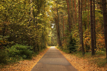 Pathway between many beautiful trees in autumn park