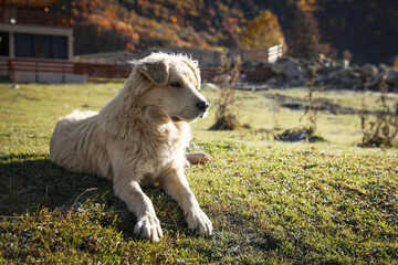 Adorable dog in mountains on sunny day