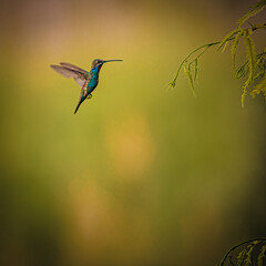 Colibrí volando cerca de una planta, amanecer en el Chaco Boliviano