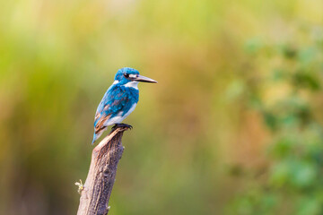 small blue kingfisher perched on a post with yelowish blury blackground