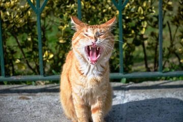 Fototapeta na wymiar angry cat looking at camera