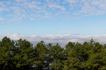 Fototapeta na wymiar Sea of the cloud over the forest
