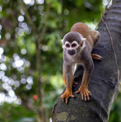 Mono del amazonas