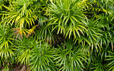 Thicket of Green and Yellow Palm Plants in Hawaii.